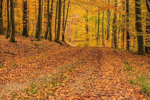 Three Ways to Tackle Fall Leaves