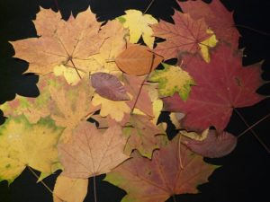 Collection of Maple Leaves